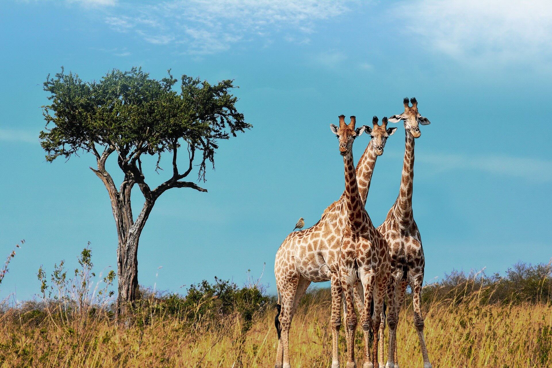 3girafes-ou-la-communication-nonviolente-pour-reconnecter-les-equipes